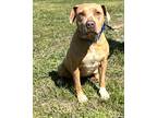 Adopt Hazel a Tan/Yellow/Fawn Mixed Breed (Large) / Mixed dog in Georgetown