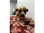Adopt Cooper a Tan/Yellow/Fawn Mixed Breed (Large) / Mixed dog in Georgetown