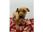 Adopt Callie a Tan/Yellow/Fawn Mixed Breed (Large) / Mixed dog in Georgetown