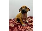 Adopt Chloe a Tan/Yellow/Fawn Mixed Breed (Large) / Mixed dog in Georgetown