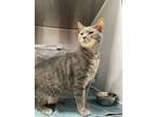 Adopt Nelly a Gray or Blue Domestic Shorthair / Domestic Shorthair / Mixed cat
