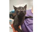 Adopt Willy a All Black Domestic Shorthair / Domestic Shorthair / Mixed cat in
