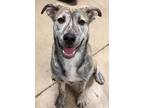 Adopt Buster a Brindle Mixed Breed (Large) / Mixed dog in Eugene, OR (41265299)