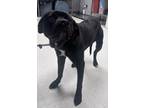 Adopt Annie a Black Labrador Retriever / Mixed Breed (Medium) / Mixed (short