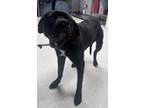 Adopt Annie a Black Labrador Retriever / Mixed dog in Gulfport, MS (37342069)