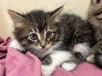 Adopt Serius a Gray or Blue Domestic Mediumhair / Domestic Shorthair / Mixed cat