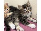 Adopt Nebula a Gray or Blue Domestic Mediumhair / Domestic Shorthair / Mixed cat