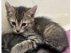 Adopt Vega a Gray or Blue Domestic Shorthair / Domestic Shorthair / Mixed cat in
