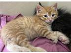 Adopt Comet a Orange or Red Domestic Shorthair / Domestic Shorthair / Mixed cat