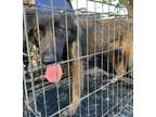 Adopt Alice a Black Shepherd (Unknown Type) / Mixed dog in Fresno, CA (41463348)