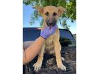 Adopt Imogene a Tan/Yellow/Fawn Shepherd (Unknown Type) / Mixed dog in Fresno