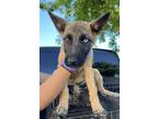 Adopt Mally a Black Shepherd (Unknown Type) / Mixed dog in Fresno, CA (41463342)