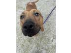 Adopt Sugar Baby a Tan/Yellow/Fawn American Pit Bull Terrier / Mixed Breed