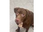 Adopt Nami a Brown/Chocolate American Pit Bull Terrier / Shepherd (Unknown Type)