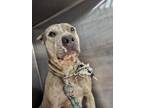 Adopt 55905071 a Gray/Blue/Silver/Salt & Pepper American Pit Bull Terrier /