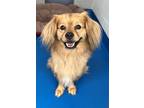 Adopt Fabio a Brown/Chocolate Pomeranian / Mixed dog in Lancaster, SC (41463000)