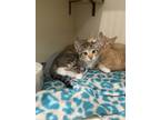 Adopt Verona a Brown Tabby Domestic Shorthair / Mixed Breed (Medium) / Mixed