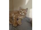 Adopt Vega a Orange or Red Domestic Shorthair / Domestic Shorthair / Mixed cat