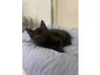 Adopt Merlot a All Black Domestic Shorthair / Domestic Shorthair / Mixed cat in