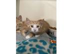 Adopt Vesper a Orange or Red Domestic Shorthair / Domestic Shorthair / Mixed cat