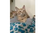 Adopt Volt a Orange or Red Domestic Shorthair / Domestic Shorthair / Mixed cat