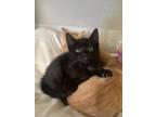 Adopt Chardonnay a All Black Domestic Shorthair / Domestic Shorthair / Mixed cat
