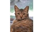 Adopt Betsy Jo 52123 a Brown Tabby Domestic Shorthair / Mixed Breed (Medium) /