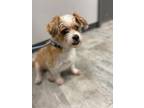 Adopt Barney a Brown/Chocolate Shih Tzu / Mixed dog in Danville, IL (41463311)
