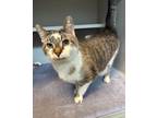 Adopt Izzy a White Domestic Shorthair / Domestic Shorthair / Mixed cat in