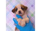 Adopt Ajax a Beagle, Parson Russell Terrier