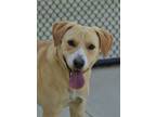 Adopt Bamboo 52369 a Tan/Yellow/Fawn Labrador Retriever / Mixed dog in Aiken