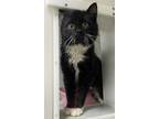 Adopt Tee-Hee 338-24 a All Black Domestic Longhair / Domestic Shorthair / Mixed