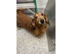 Adopt Henry a Brown/Chocolate Dachshund / Mixed dog in New Bern, NC (41463309)