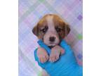 Adopt Beau a Beagle, Parson Russell Terrier