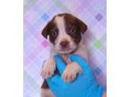 Adopt Benson a Beagle, Parson Russell Terrier