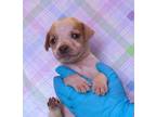 Adopt Barclay a Beagle, Parson Russell Terrier