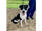Adopt Raz a Black Mixed Breed (Large) / Mixed dog in Violet, LA (41337080)