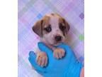 Adopt Balto a Beagle, Parson Russell Terrier