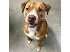 Adopt BARNEY-BAGEL a Brown/Chocolate American Staffordshire Terrier / Golden
