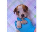Adopt Blake a Beagle, Parson Russell Terrier