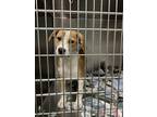 Adopt Charlotte a Hound (Unknown Type) / Mixed dog in Portsmouth, VA (41339348)