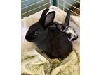 Adopt 55920643 a Black American / American / Mixed rabbit in Barco