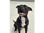 Adopt Dale a Pit Bull Terrier, Mixed Breed