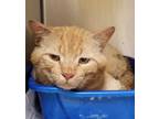 Adopt 55917096 a Orange or Red Domestic Shorthair / Domestic Shorthair / Mixed