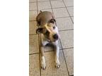 Adopt Kiki a White American Pit Bull Terrier / Mixed dog in Wausau