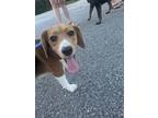 Adopt Bagel a Brown/Chocolate Beagle / Mixed dog in Palm Coast, FL (41447686)