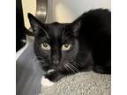 Adopt Sylvester a Domestic Short Hair