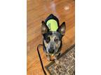 Adopt Tanner - Available in Foster a Black Australian Cattle Dog / Mixed Breed