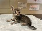 Adopt Avie a Gray or Blue Domestic Shorthair / Domestic Shorthair / Mixed cat in