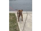 Adopt Lisa a Brindle American Pit Bull Terrier / Mixed dog in Charlotte